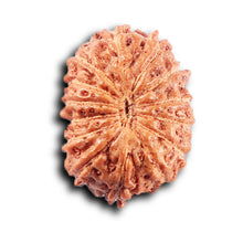 Load image into Gallery viewer, 14 mukhi Indonesian Rudraksha -  Bead No. 389
