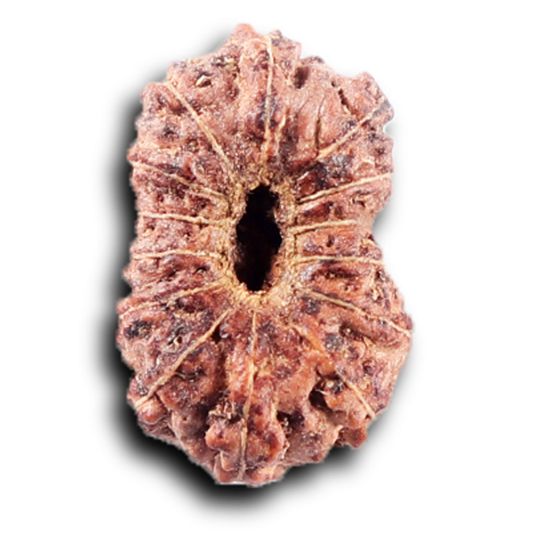 14 mukhi Indonesian Rudraksha -  Bead No. 390