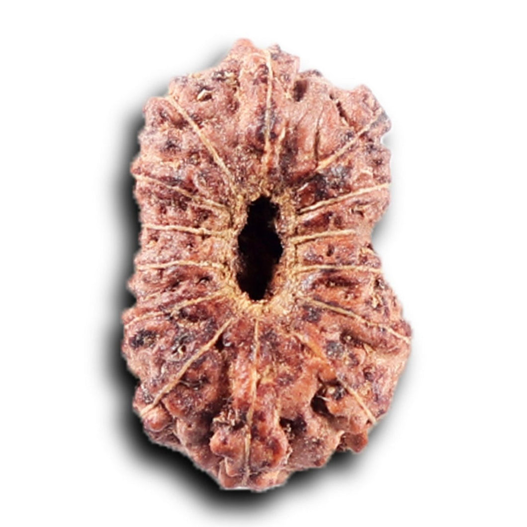 14 mukhi Indonesian Rudraksha -  Bead No. 390