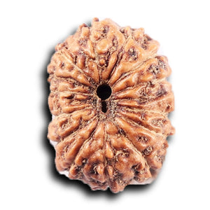 14 mukhi Indonesian Rudraksha -  Bead No. 392