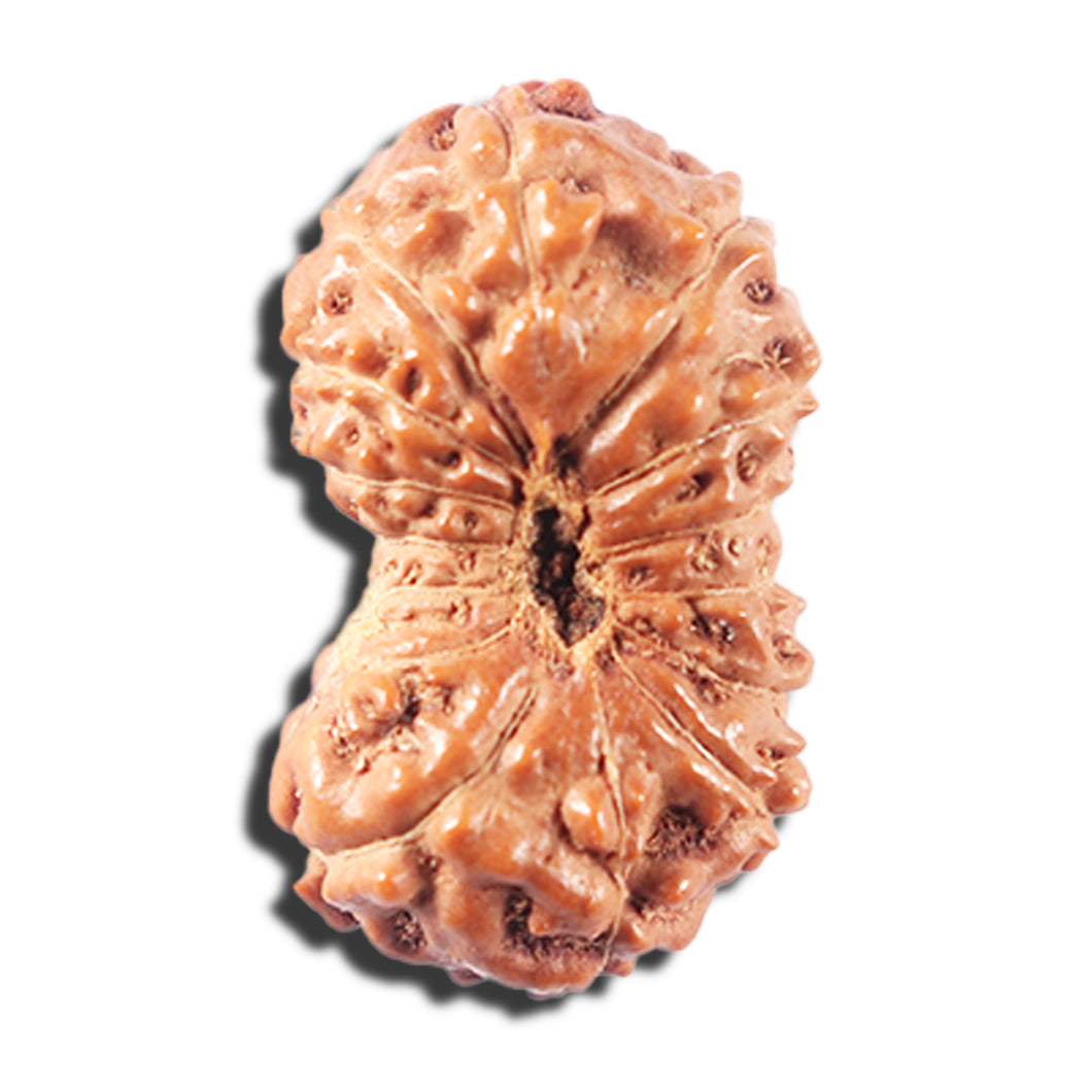 14 mukhi Indonesian Rudraksha -  Bead No. 333