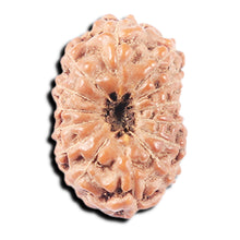 Load image into Gallery viewer, 14 mukhi Indonesian Rudraksha -  Bead No. 335
