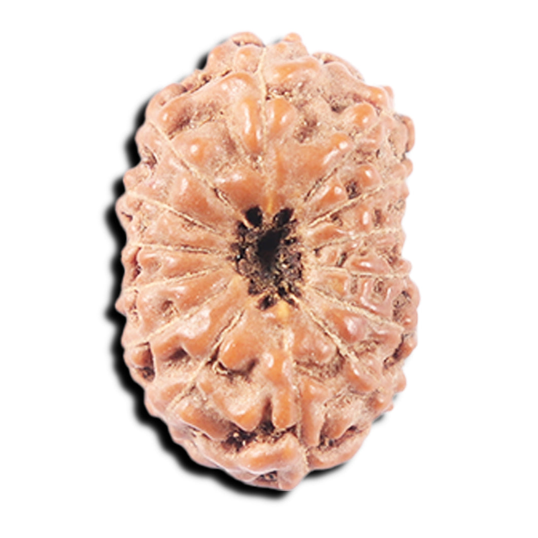 14 mukhi Indonesian Rudraksha -  Bead No. 335