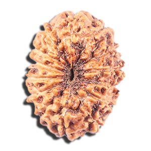 14 mukhi Indonesian Rudraksha -  Bead No. 336