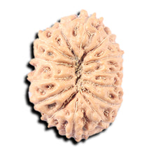 Load image into Gallery viewer, 14 mukhi Indonesian Rudraksha -  Bead No. 337
