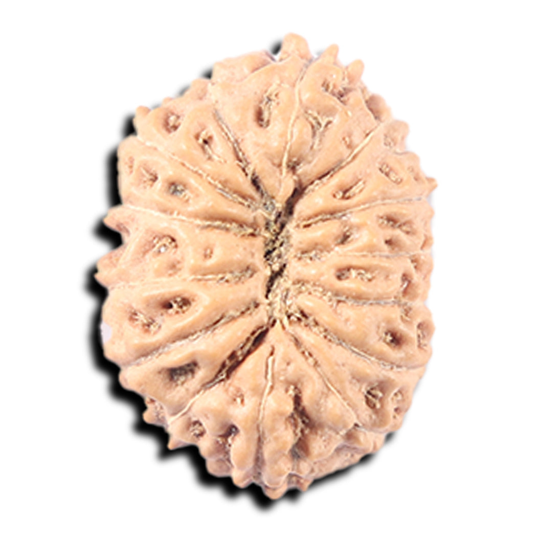 14 mukhi Indonesian Rudraksha -  Bead No. 337