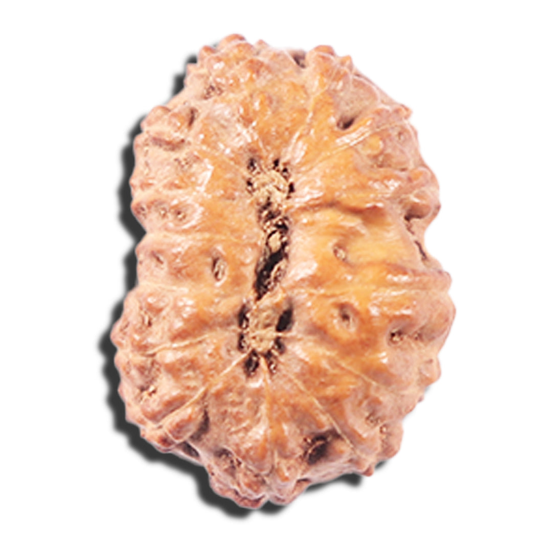 14 mukhi Indonesian Rudraksha -  Bead No. 338