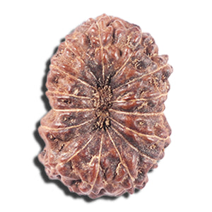 14 mukhi Indonesian Rudraksha -  Bead No. 339