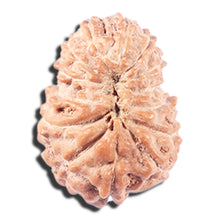 Load image into Gallery viewer, 14 mukhi Indonesian Rudraksha -  Bead No. 340
