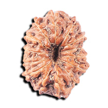 Load image into Gallery viewer, 14 mukhi Indonesian Rudraksha -  Bead No. 341
