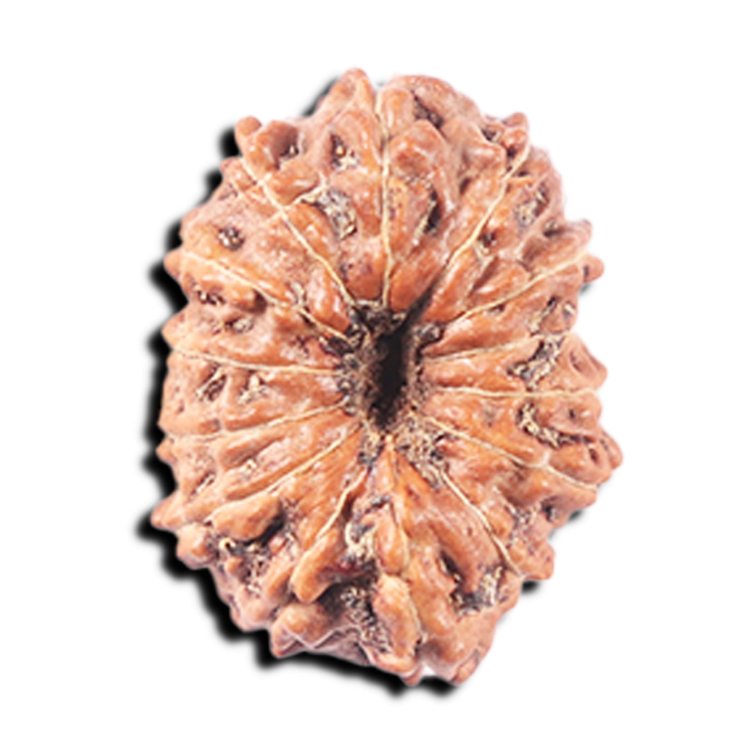 14 mukhi Indonesian Rudraksha -  Bead No. 341