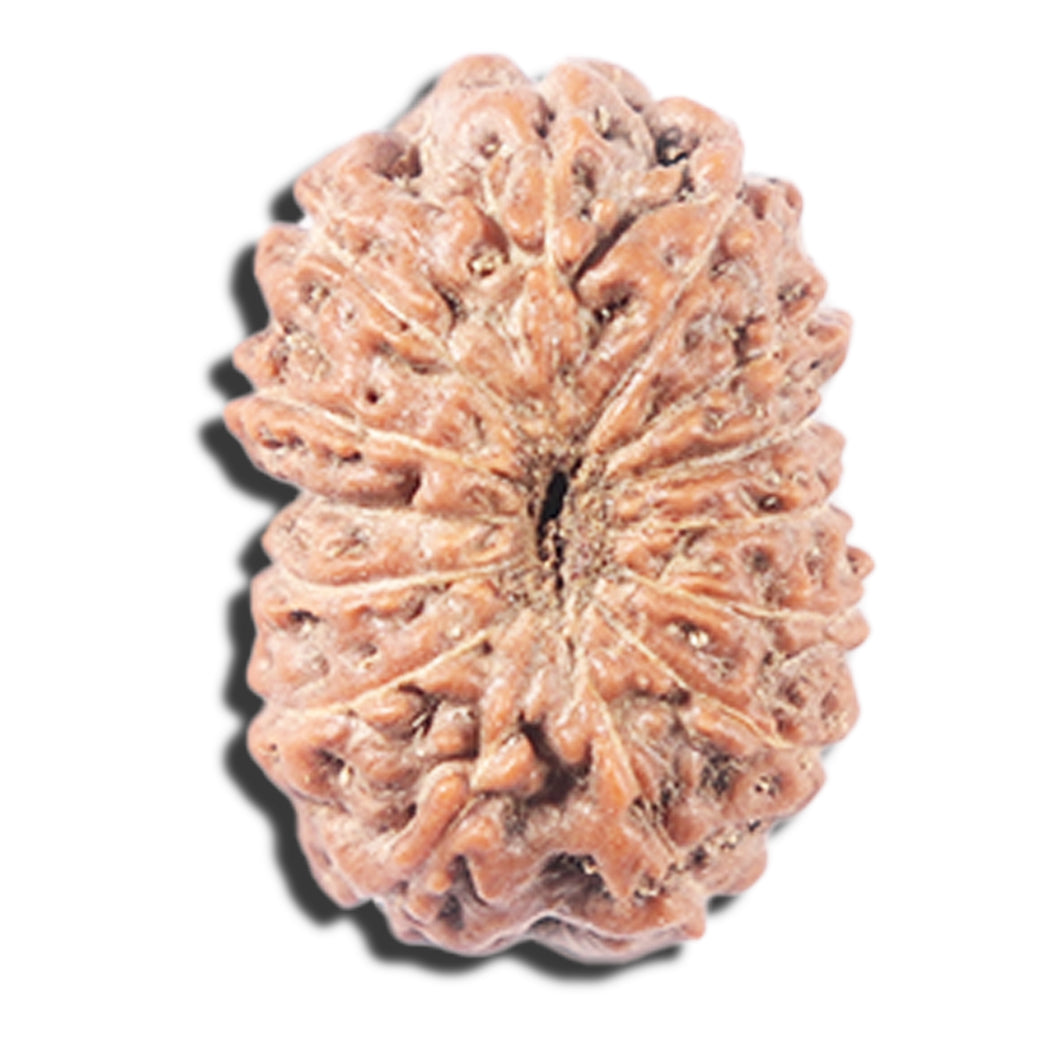 14 mukhi Indonesian Rudraksha -  Bead No. 342