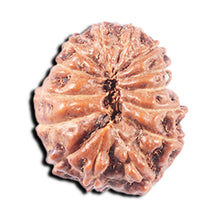 Load image into Gallery viewer, 14 mukhi Indonesian Rudraksha -  Bead No. 343
