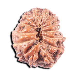 14 mukhi Indonesian Rudraksha -  Bead No. 343