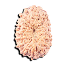 Load image into Gallery viewer, 14 mukhi Indonesian Rudraksha -  Bead No. 344
