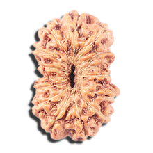 Load image into Gallery viewer, 14 mukhi Indonesian Rudraksha -  Bead No. 349
