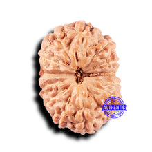 Load image into Gallery viewer, 14 mukhi Indonesian Rudraksha -  Bead No. 328
