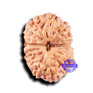 14 mukhi Indonesian Rudraksha -  Bead No. 328