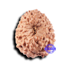 Load image into Gallery viewer, 14 mukhi Indonesian Rudraksha -  Bead No. 329
