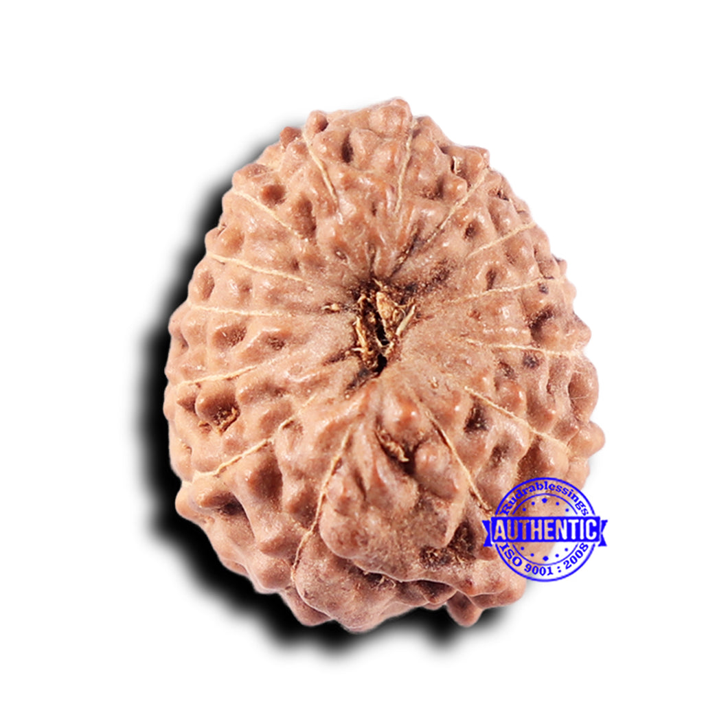 14 mukhi Indonesian Rudraksha -  Bead No. 329