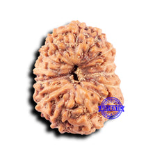 Load image into Gallery viewer, 14 mukhi Indonesian Rudraksha -  Bead No. 330
