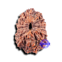 Load image into Gallery viewer, 14 mukhi Indonesian Rudraksha -  Bead No. 331
