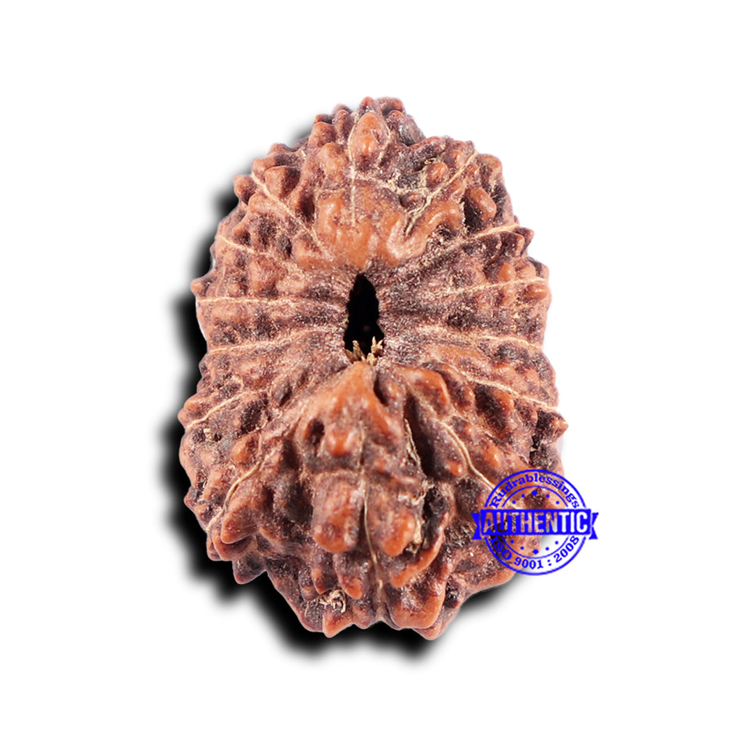 14 mukhi Indonesian Rudraksha -  Bead No. 331