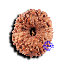 Load image into Gallery viewer, 14 mukhi Indonesian Rudraksha -  Bead No. 332
