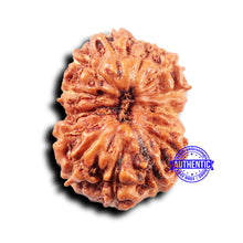 Load image into Gallery viewer, 14 mukhi Indonesian Rudraksha -  Bead No. 303
