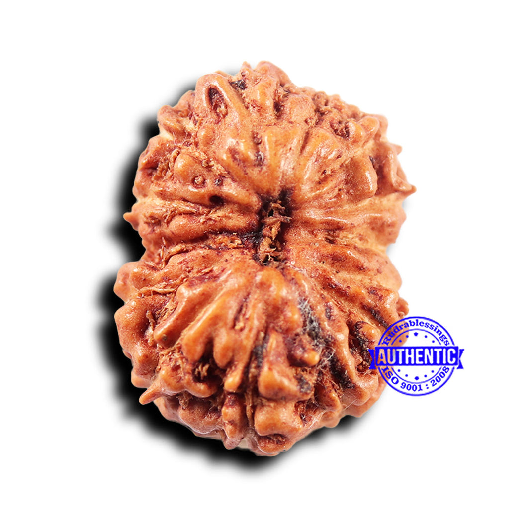 14 mukhi Indonesian Rudraksha -  Bead No. 303