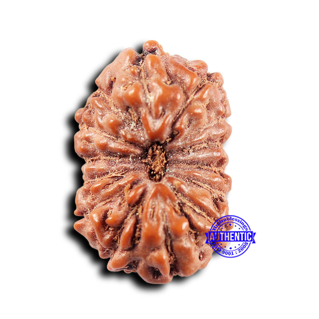 14 mukhi Indonesian Rudraksha -  Bead No. 306