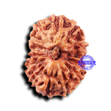 Load image into Gallery viewer, 14 mukhi Indonesian Rudraksha -  Bead No. 307
