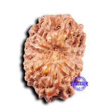 Load image into Gallery viewer, 14 mukhi Indonesian Rudraksha -  Bead No. 308
