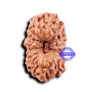 14 mukhi Indonesian Rudraksha -  Bead No. 309