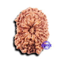 Load image into Gallery viewer, 14 mukhi Indonesian Rudraksha -  Bead No. 311
