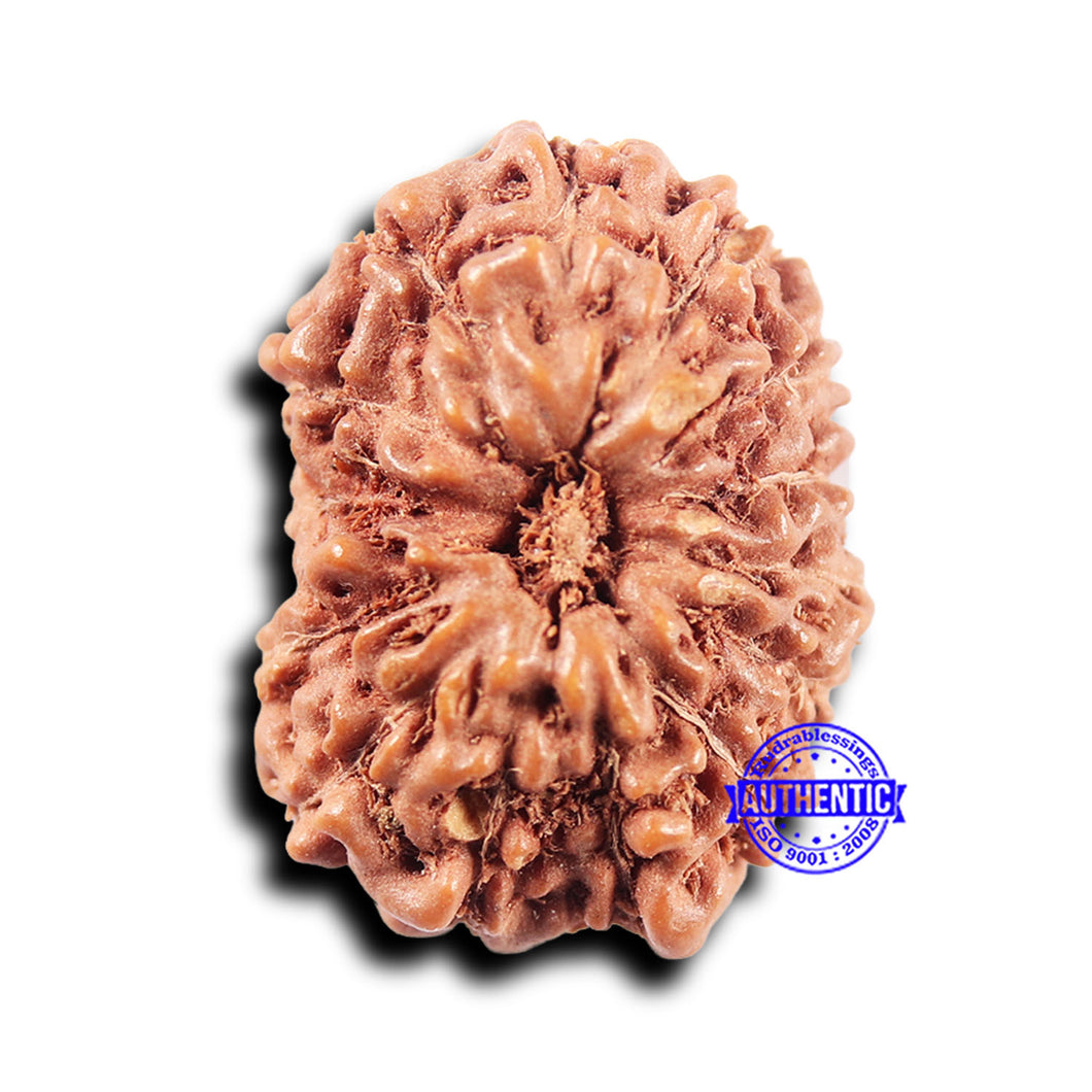 14 mukhi Indonesian Rudraksha -  Bead No. 311