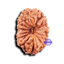 Load image into Gallery viewer, 14 mukhi Indonesian Rudraksha -  Bead No. 312
