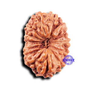 14 mukhi Indonesian Rudraksha -  Bead No. 312