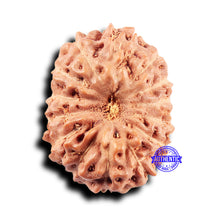 Load image into Gallery viewer, 14 mukhi Indonesian Rudraksha -  Bead No. 313
