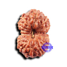 Load image into Gallery viewer, 14 mukhi Indonesian Rudraksha -  Bead No. 314
