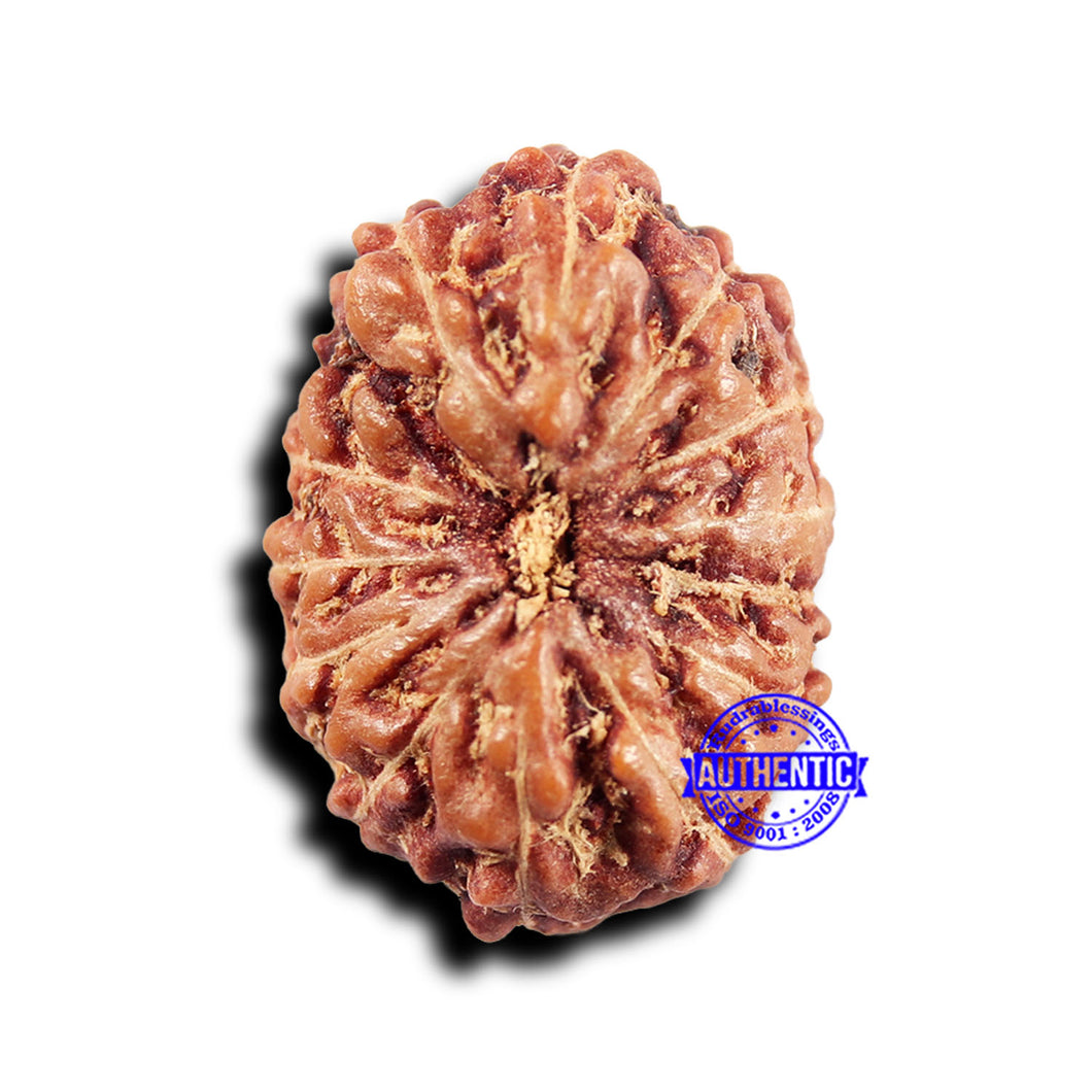 14 mukhi Indonesian Rudraksha -  Bead No. 315