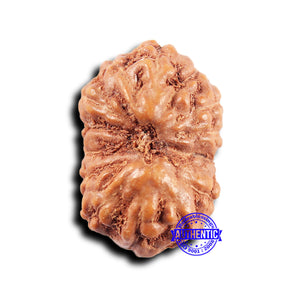 14 mukhi Indonesian Rudraksha -  Bead No. 316