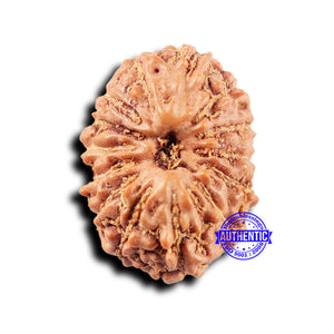 14 mukhi Indonesian Rudraksha -  Bead No. 317