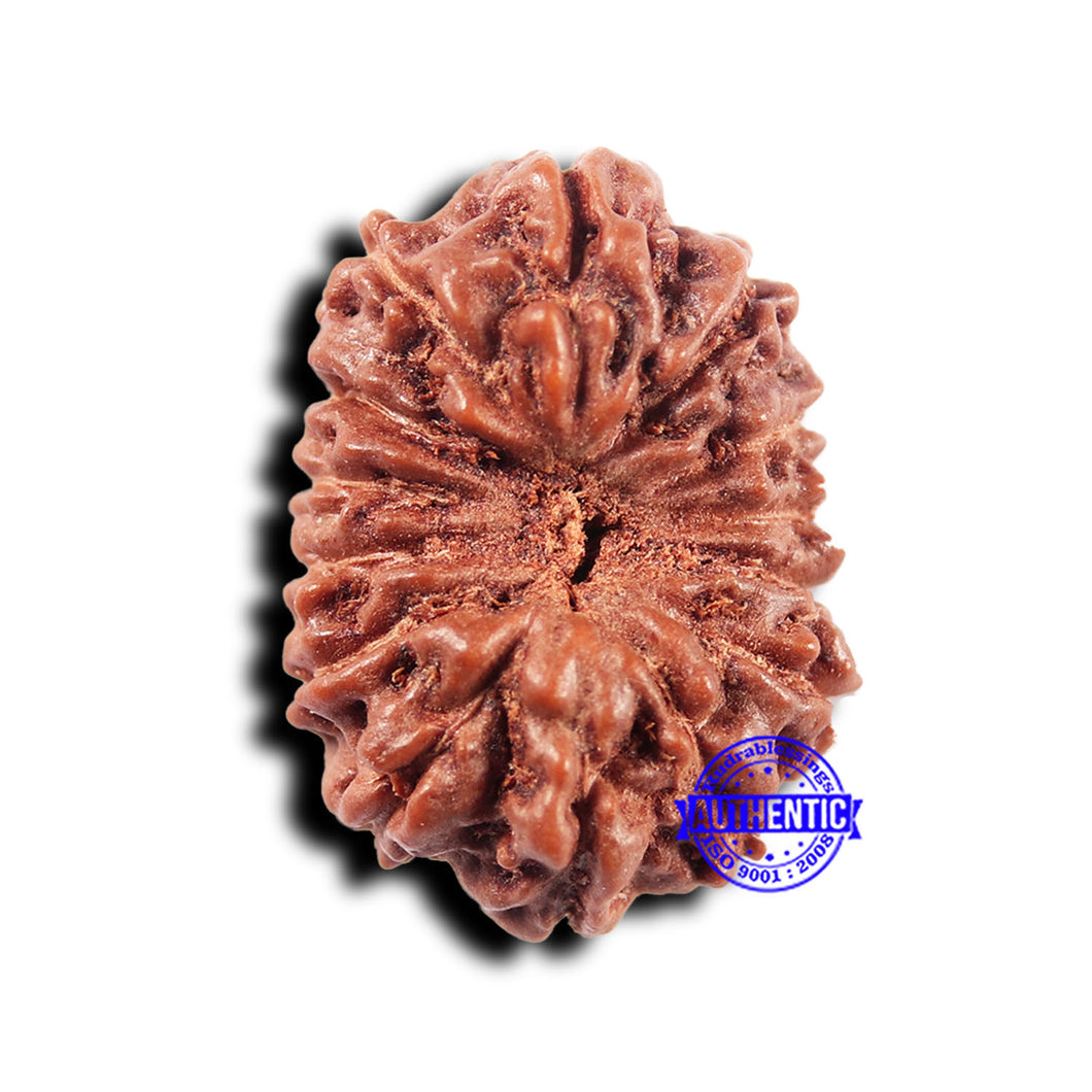 14 mukhi Indonesian Rudraksha -  Bead No. 318