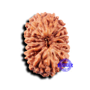 14 mukhi Indonesian Rudraksha -  Bead No. 319