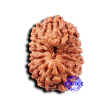 Load image into Gallery viewer, 14 mukhi Indonesian Rudraksha -  Bead No. 320
