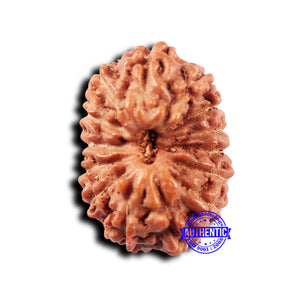 14 mukhi Indonesian Rudraksha -  Bead No. 320