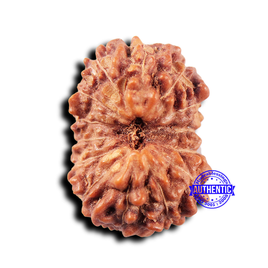 14 mukhi Indonesian Rudraksha -  Bead No. 321