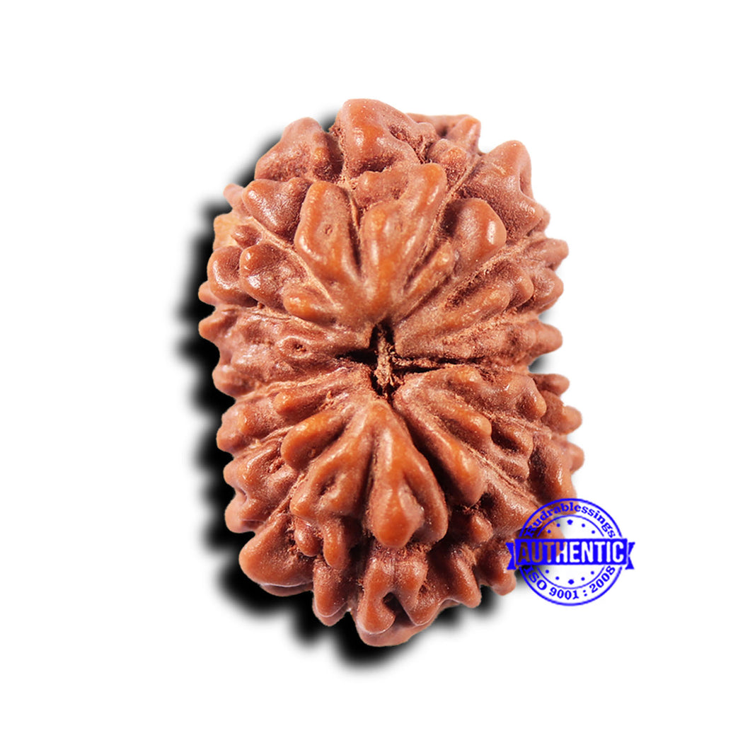 14 mukhi Indonesian Rudraksha -  Bead No. 322