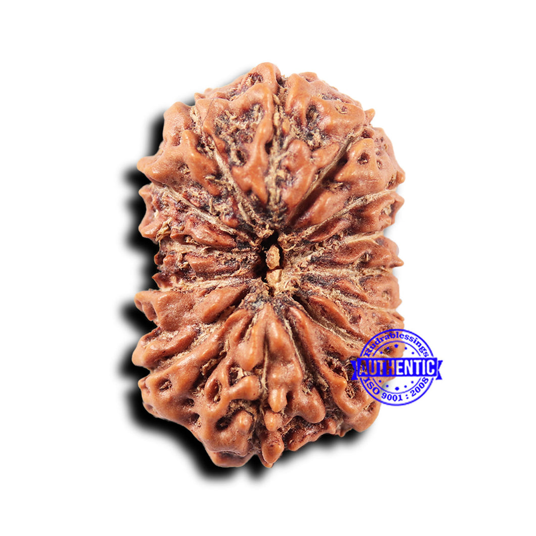 14 mukhi Indonesian Rudraksha -  Bead No. 323